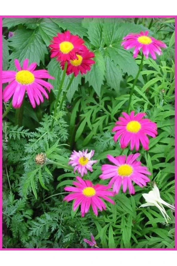 Ayc Botanik 20 Adet Mixed Colors Robınsons Paınted Daısy Tohumu - 3