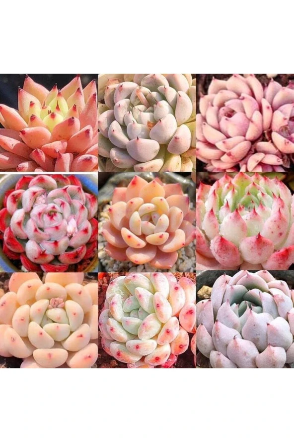 10 Adet Mıx Echeveria Cuspidata Succulent Tohumu