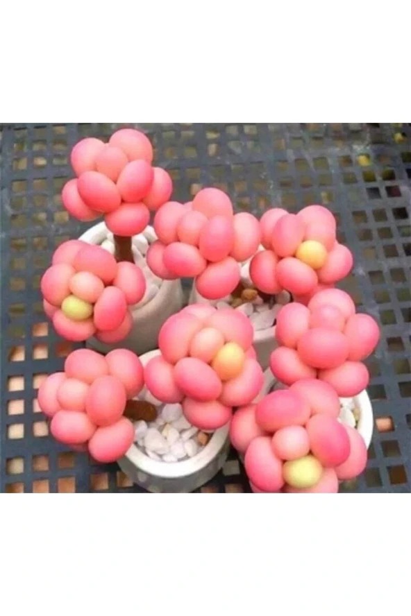 Ayc Botanik 10 Adet Egg-like Succulent Tohumu
