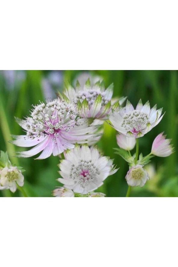 5 Adet Astrantia Major Tohumu