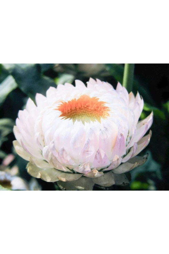 5 Adet Monster Tall White Strawflower Tohumu