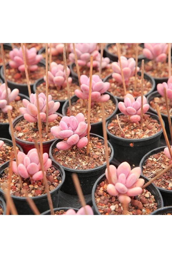 Ayc Botanik 10 Adet Egg-like Succulent Tohumu - 2