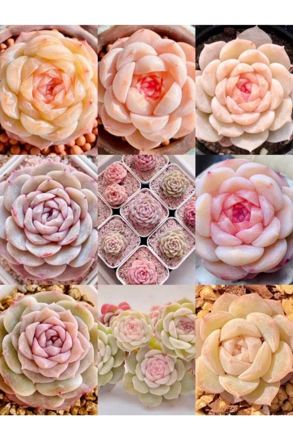 10 Adet Echeveria Monroe Succulent Tohumu