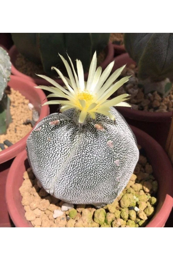 Ayc Botanik 10 Adet Astrophytum Myriostigma V. Kaktüs Tohumu
