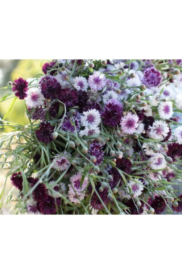 10 Adet Purple Classic Magic Centaurea Tohumu