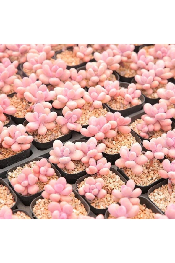 Ayc Botanik 10 Adet Egg-like Succulent Tohumu - 3