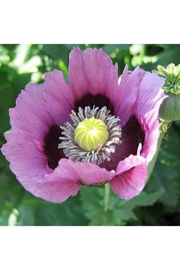 10 Adet Hungarian Blue Breadseed Poppy Tohumu
