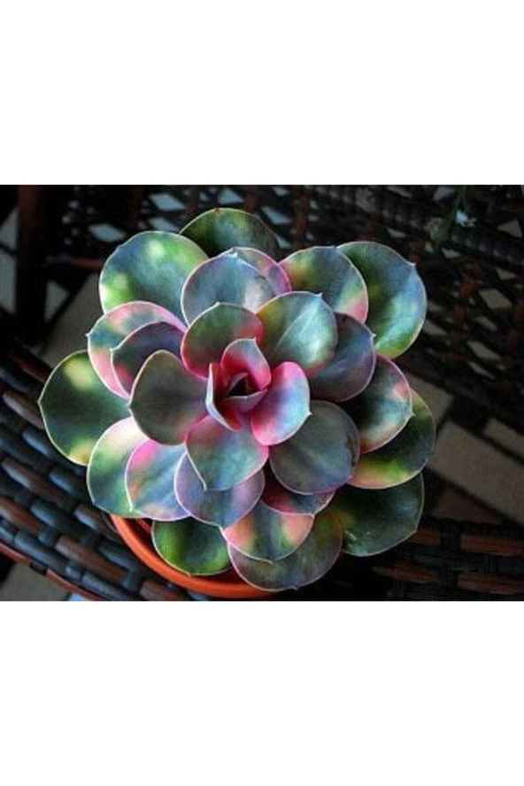 10 Adet Colorful Echeveria Mixed Succulent Tohumu