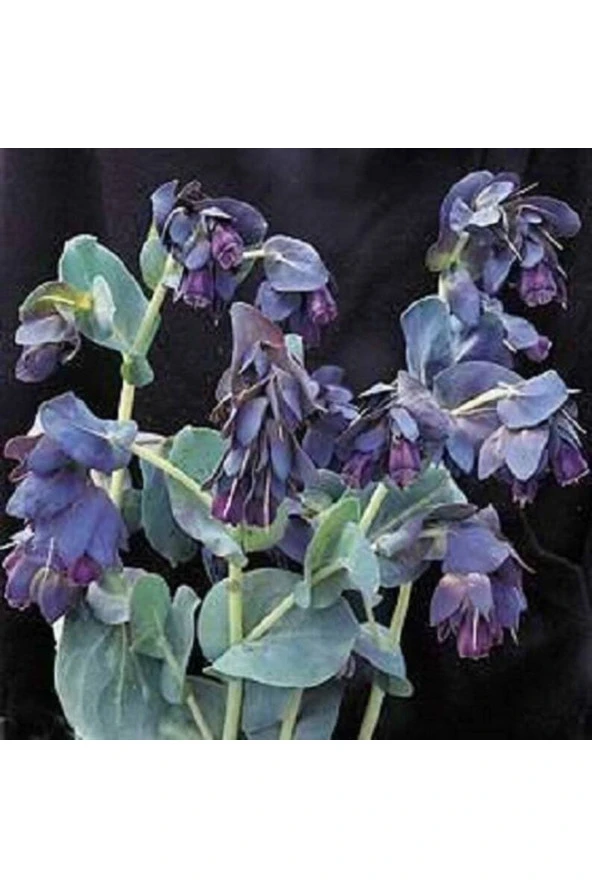 5 Adet Blue Shrımp Plant Tohumu