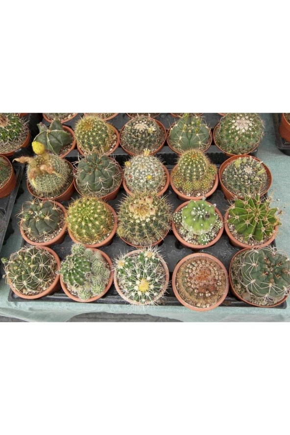Ayc Botanik 10 Adet Ferocactus Mix Kaktüs Tohumu - 2