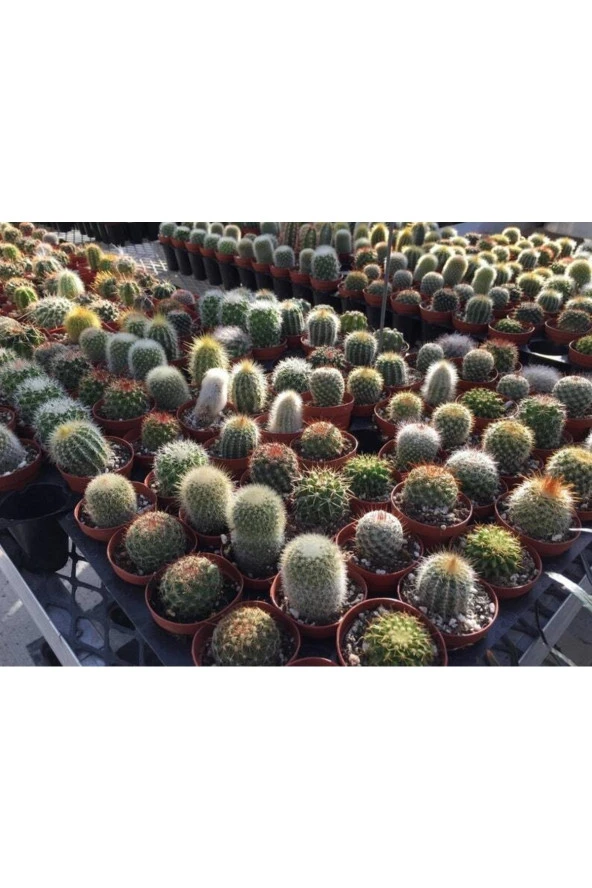 Ayc Botanik 10 Adet Ferocactus Mix Kaktüs Tohumu - 3