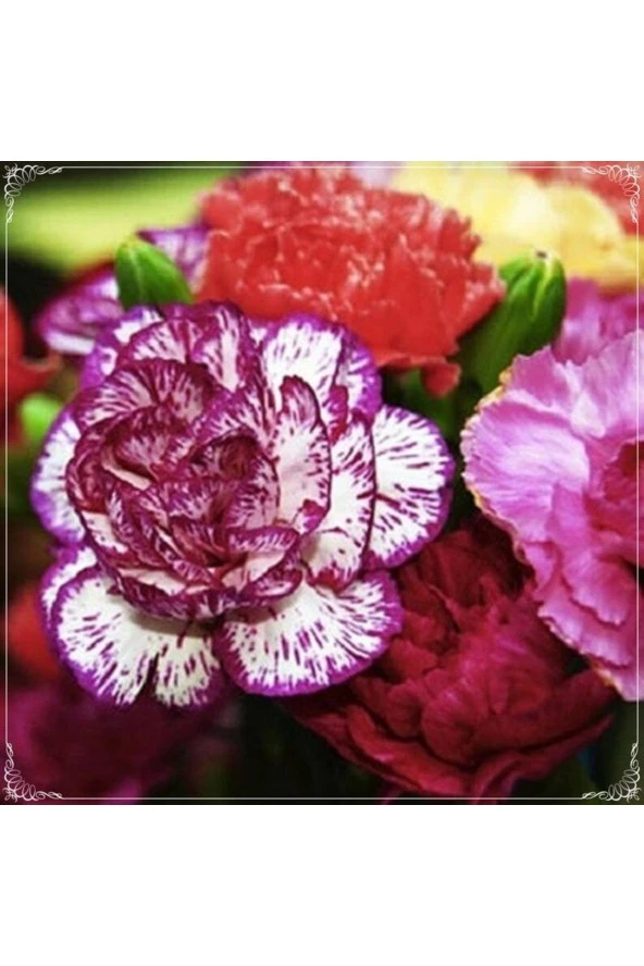 10 Adet Dianthus Heddewigii Gaiety Tohumu