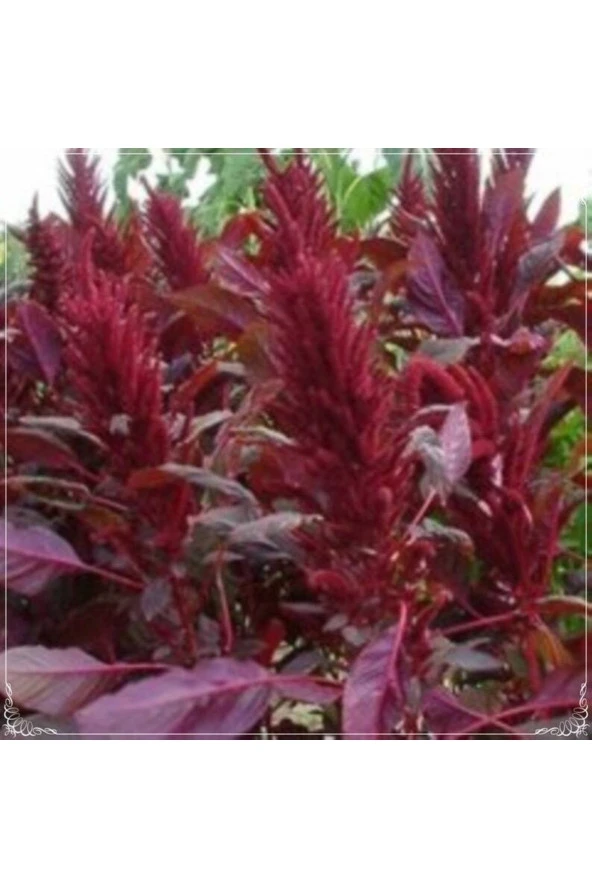 20 Adet Red Spike Red Amaranthus Tohumu