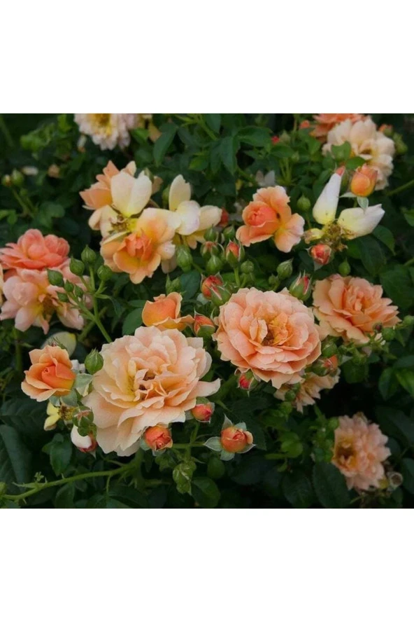 5 Adet Orange Rose Gül Tohumu