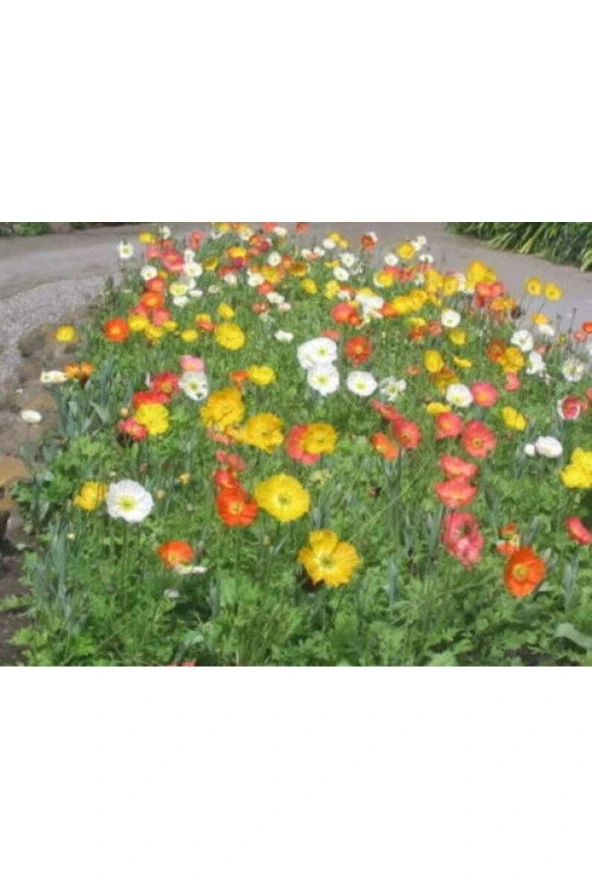 50 Adet Iceland Poppy Mıx Tohumu