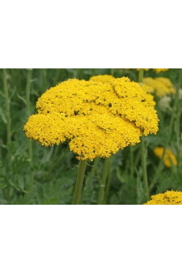 10 Adet Gold Yarrow Wildflower Tohumu