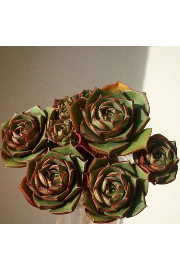 10 Adet Echeveria Longissima Succulent Tohumu