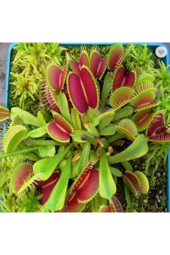5 Adet Venus Flytrap Fresh Garden Tohumu