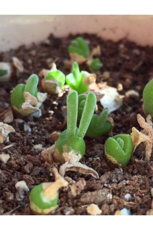 10 Adet Rabbit Ear Shape Rare Succulent Tohumu