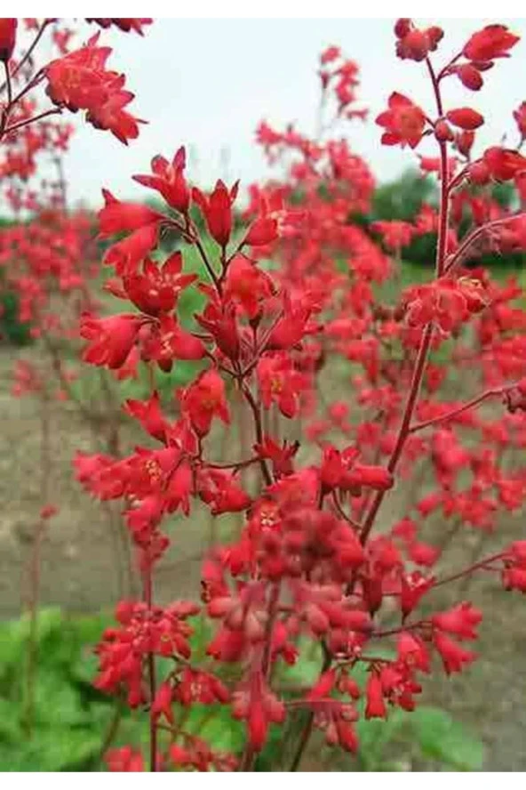 10 Adet Red Heuchera Fırefly Tohumu