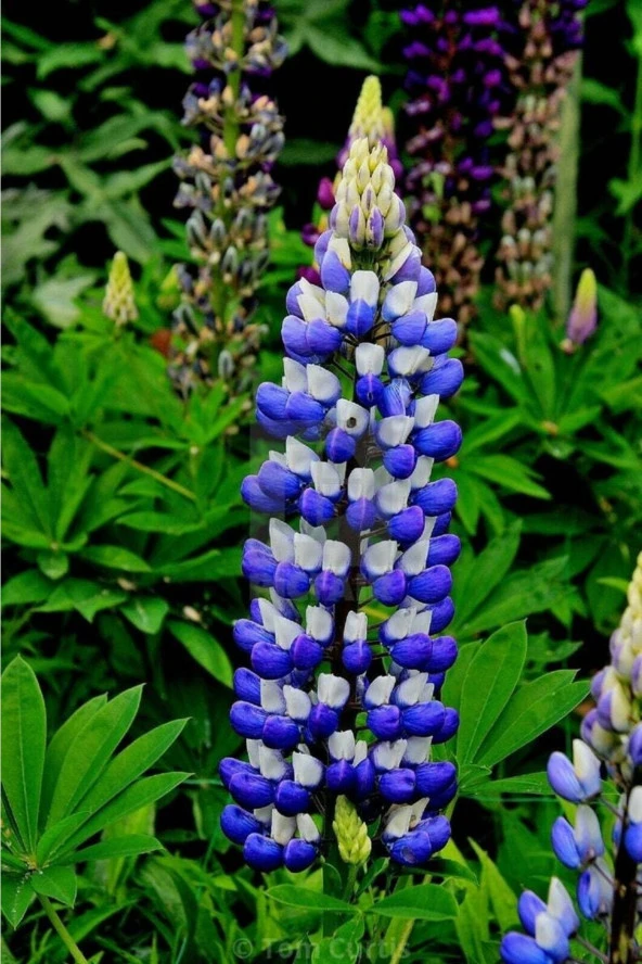 5 Adet Lupin Blue Flame Giant Tohumu