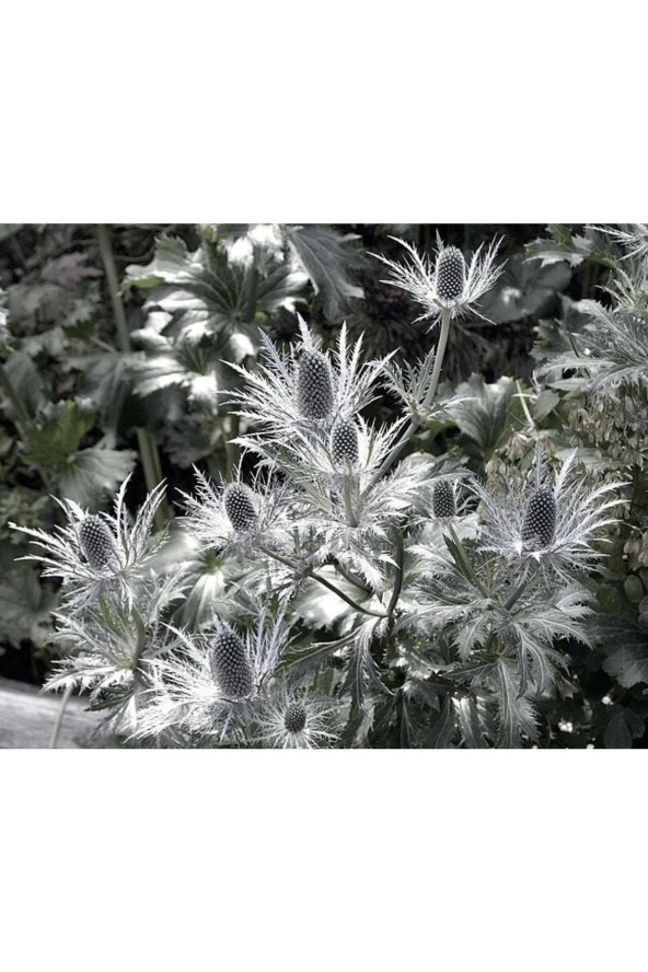 10 Adet Giant Silver Ghost Sea Holly Tohumu