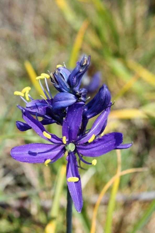 Ayc Botanik 20 Adet Blue Camas Tohumu - 2