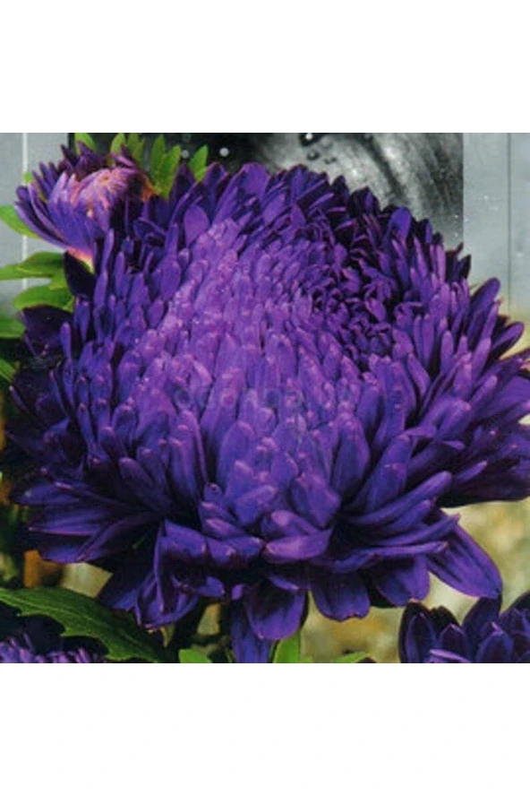 10 Adet Aster Blauer Turm Tohumu