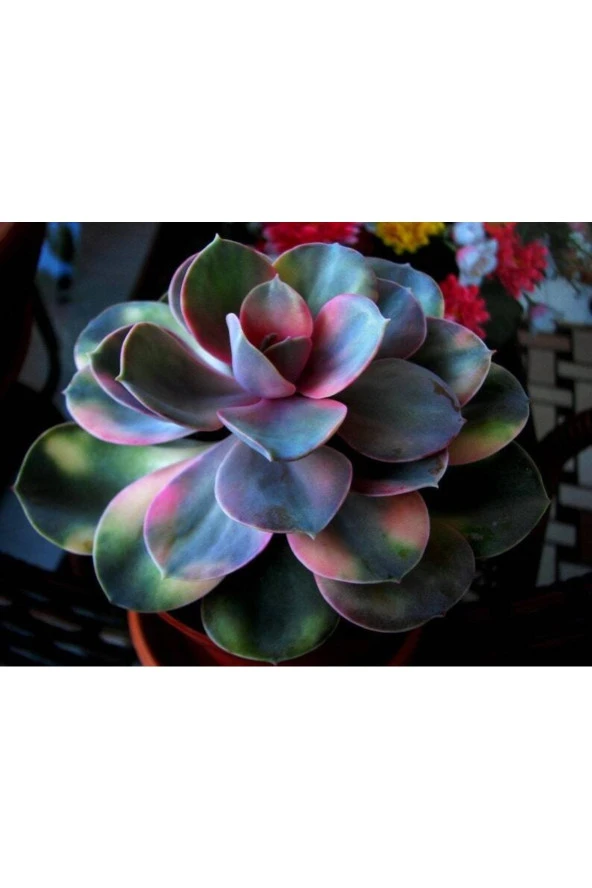 Ayc Botanik 10 Adet Rainbow Echeveria Succulent Tohumu - 2