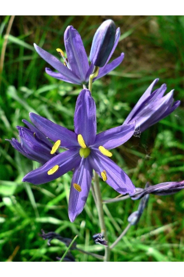 Ayc Botanik 20 Adet Blue Camas Tohumu