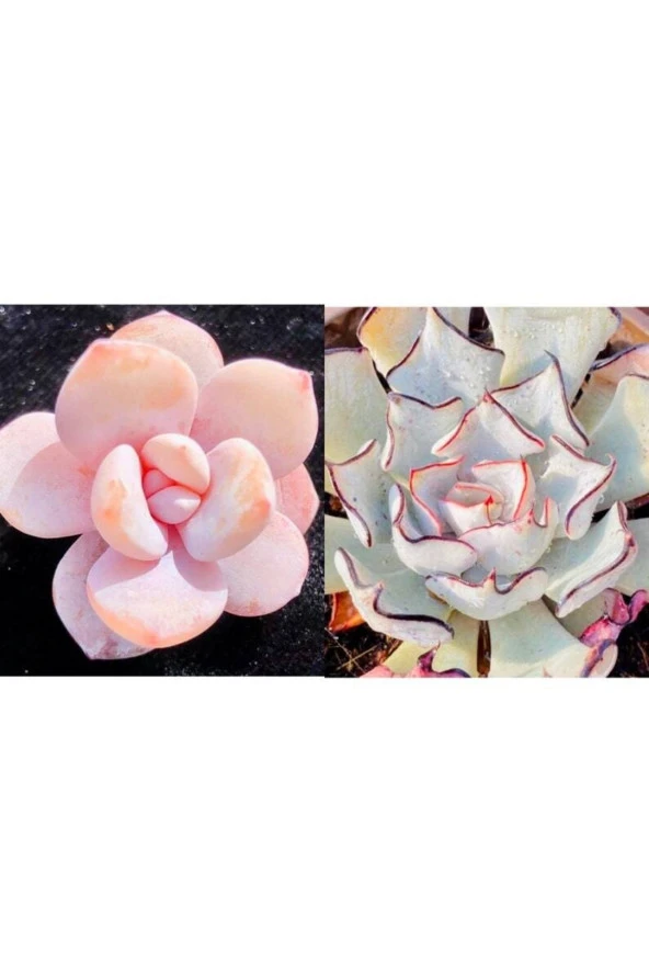10 Adet Echeveria Laui Succulent Tohumu