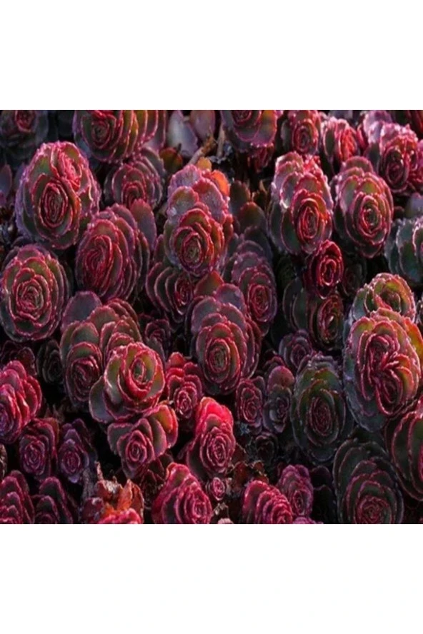 10 Adet Sedum Dragon’s Blood Succulent Tohumu