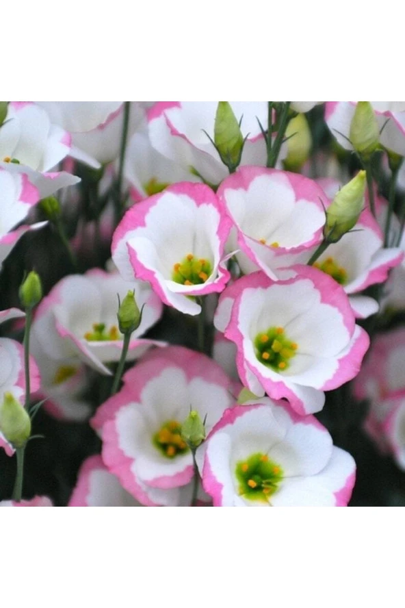 5 Adet Eustoma Sapphire Pink Tohumu