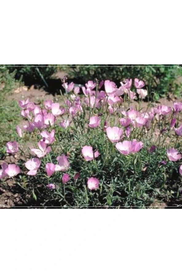 20 Adet Lilac Color Bottae Godetia Tohumu
