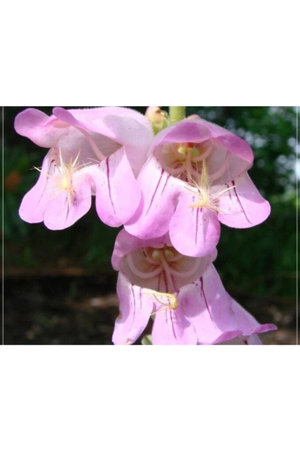 Ayc Botanik 10 Adet Weeping Pink Color Penstemon Tohumu