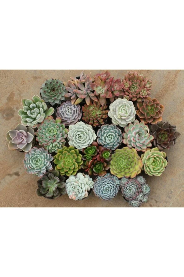 Ayc Botanik 10 Adet Echeveria Mixed Succulent Tohumu