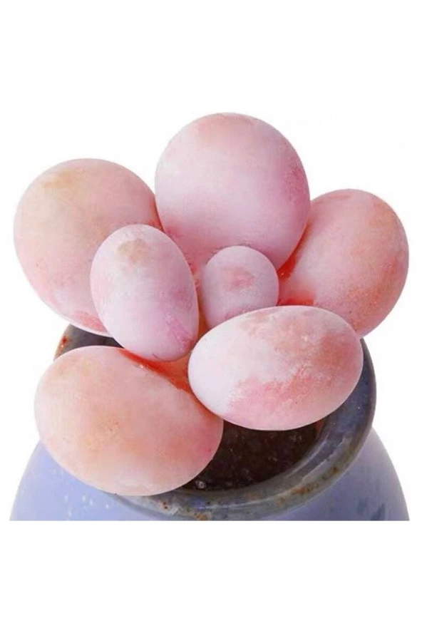 10 Adet Pachyphytum ‘pink Cheese’ Succulent Tohumu