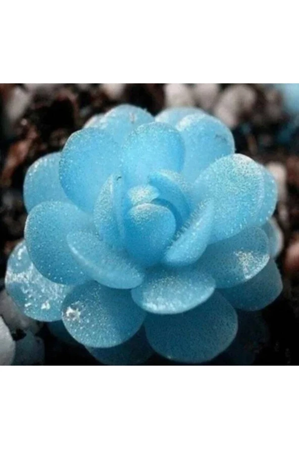 10 Adet Blue Flower Succulent Tohumu