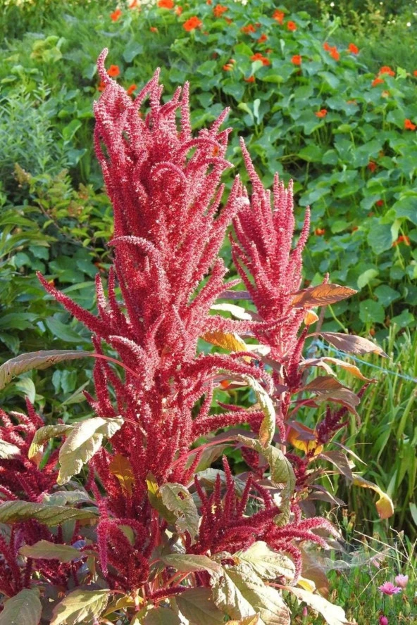 5 Adet Red Garnet Amaranth Wildflower Tohumu