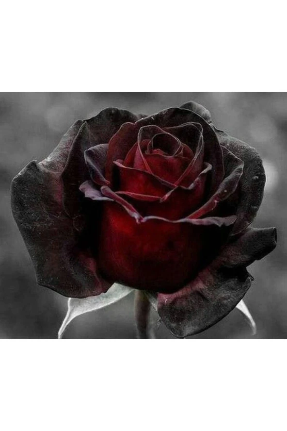 5 Adet Red And Black Rose Gül Tohumu