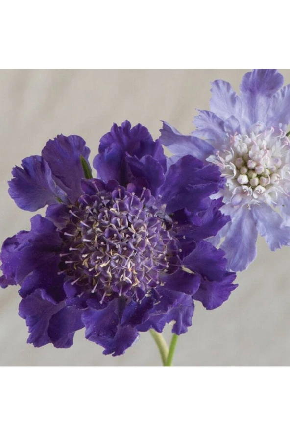 Ayc Botanik 10 Adet Fama Deep Blue Scabiosa Tohumu