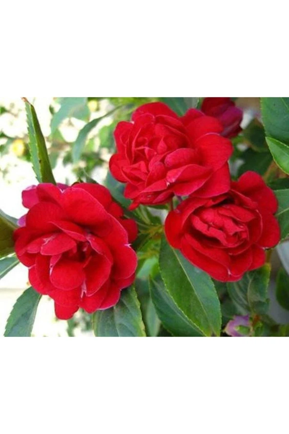 Ayc Botanik 20 Adet Impatiens Bush Flower Mix Colors Tohumu - 3