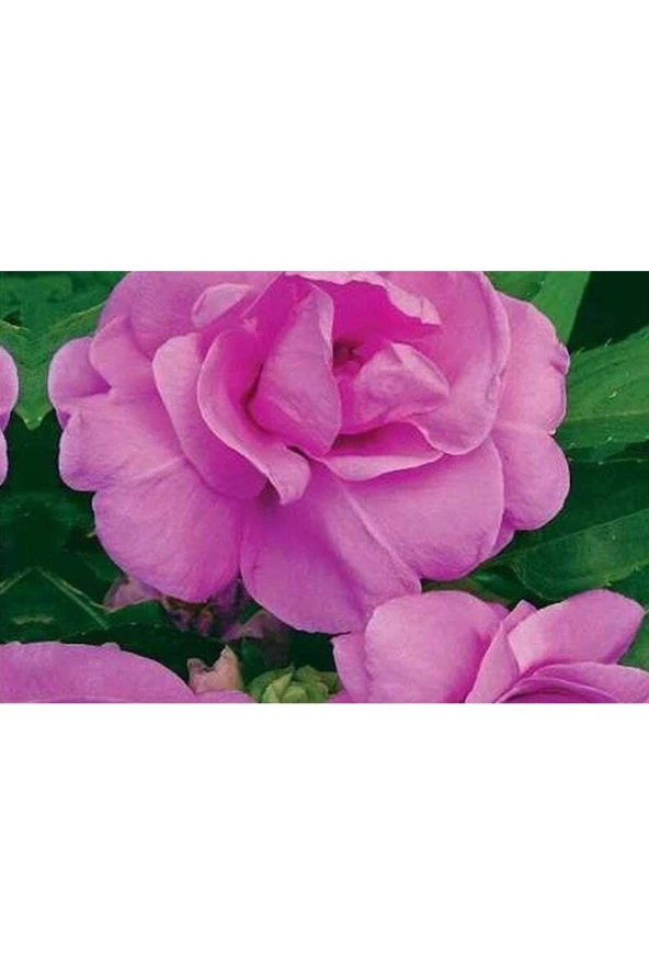 Ayc Botanik 20 Adet Impatiens Bush Flower Mix Colors Tohumu - 4