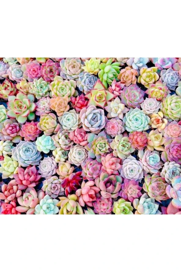 10 Adet Mıx Echeveria Succulent Tohumu