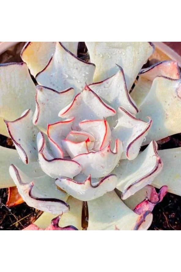 10 Adet Echeveria Strictiflora Succulent Tohumu