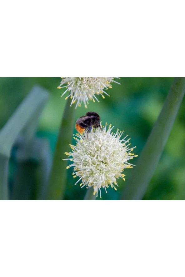 Ayc Botanik 10 Adet Buttonbush Tohumu - 2