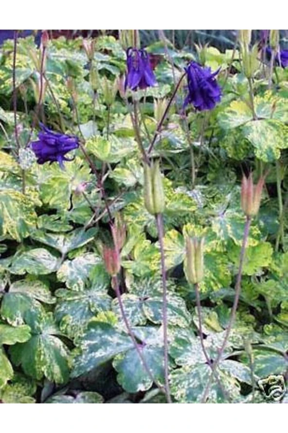 10 Adet Rare Variegated Columbine Tohumu