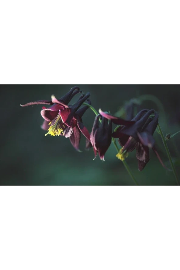 5 Adet Black Columbine Tohumu