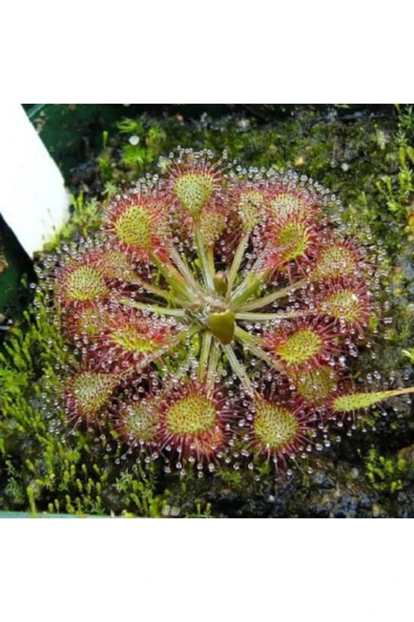 10 Adet Carnıvorous Sundew Plant Tohumu