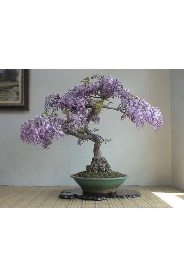 5 Adet Purple Rain Wisteria Living Room Bonsai Tohumu